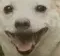 The 'SayHelloToMyCute' Emote from hollow_tones' server